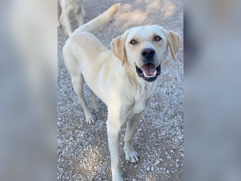 Boq, geb. ca. 07/2023, lebt in GRIECHENLAND, im städt. Tierheim Serres