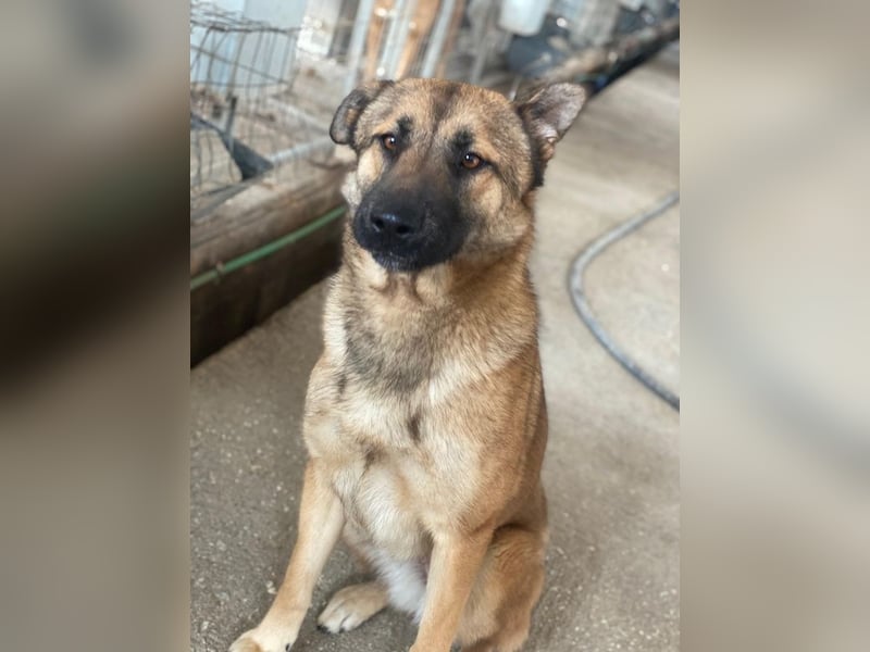 Yuki, geb. ca. 03/2025, lebt in GRIECHENLAND, im städt. Tierheim Serres