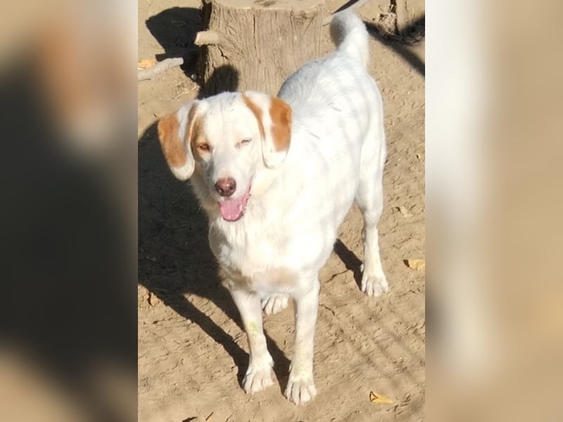 Stelle, geb. ca. 11/2021, lebt in GRIECHENLAND, auf einer privaten Pflegestelle