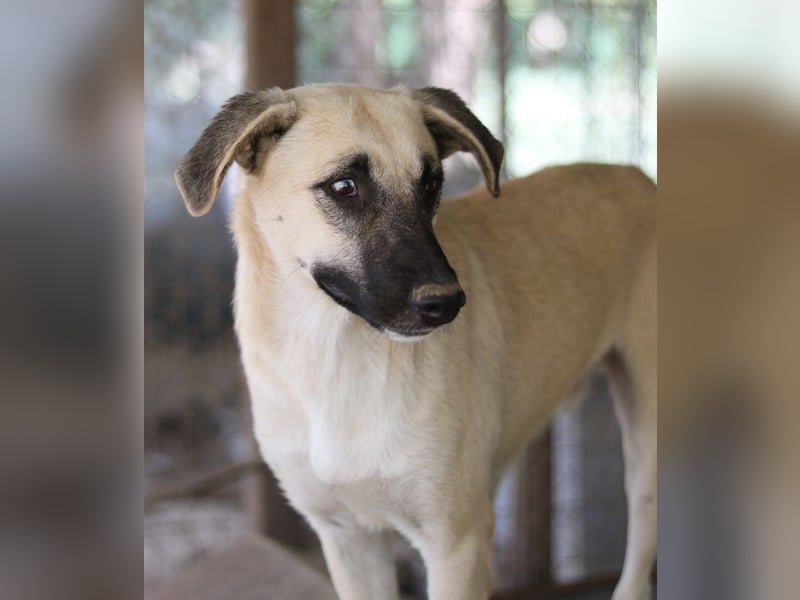 Carlchen, geb. ca. 03/2023, lebt in GRIECHENLAND, im städt. Tierheim Serres
