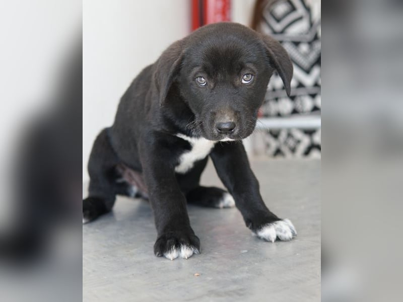 Jula, geb. ca. 12/2025, lebt in GRIECHENLAND, auf einer privaten Pflegestelle