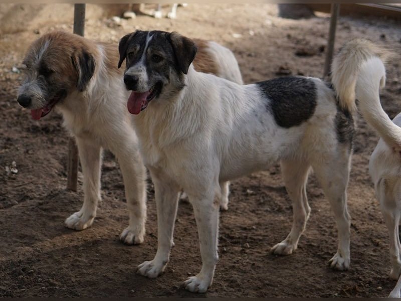 Vanessa, geb. ca. 05/2022, lebt in GRIECHENLAND, auf einer privaten Pflegestelle