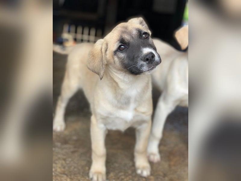 Mira, geb. ca. 12/2025, lebt in GRIECHENLAND, im städt. Tierheim Serres