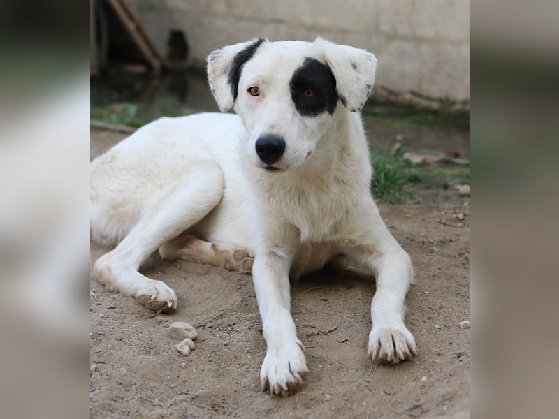Kiba, geb. ca. 06/2023, lebt in GRIECHENLAND, auf einer privaten Pflegestelle