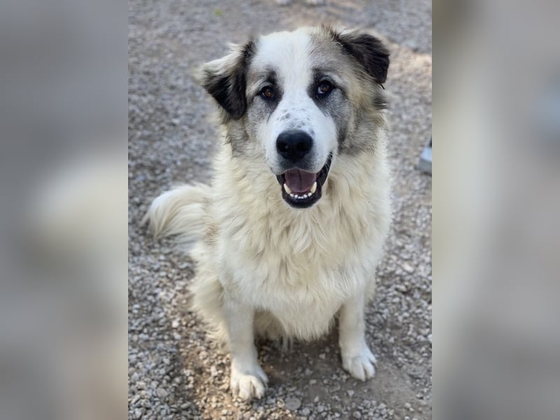 Wesley, geb. ca. 11/2022, lebt in GRIECHENLAND, im städt. Tierheim Serres