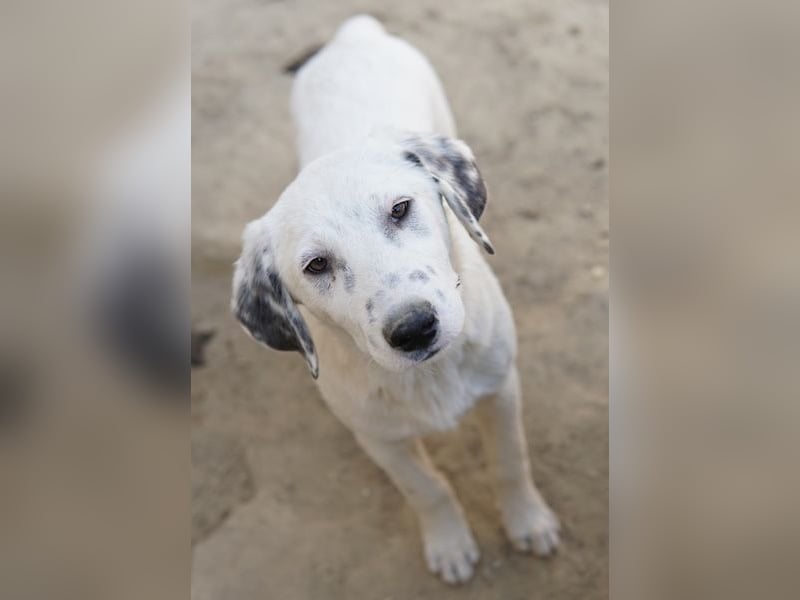 Riesling, geb. ca. 08/2025, lebt in GRIECHENLAND, auf einer privaten Pflegestelle