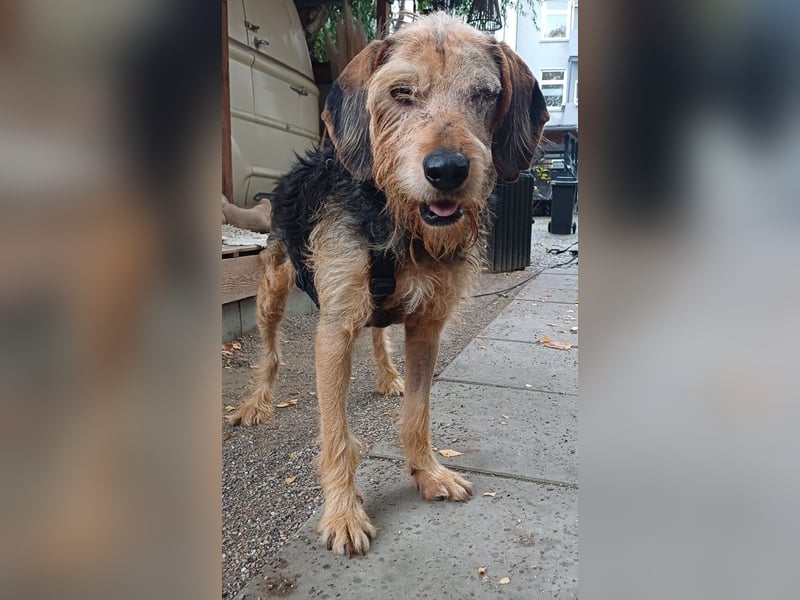 Yasko, geb. ca. 11/2022, lebt auf einer Pflegestelle in 44649 Herne