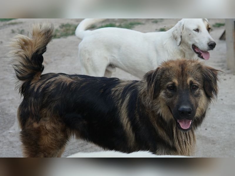 Felix, geb. ca. 03/2024, lebt in GRIECHENLAND, im städt. Tierheim Serres