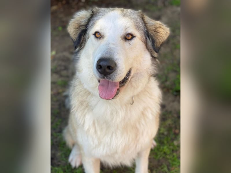 Winnie, geb. ca. 12/2023, lebt in GRIECHENLAND, auf einer privaten Pflegestelle