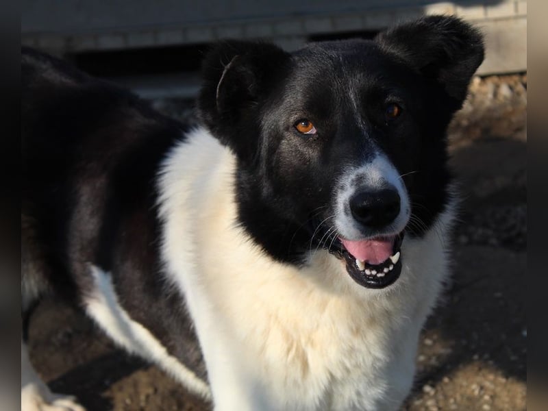 Pallene, geb. ca. 02/2021, lebt in GRIECHENLAND, im städt. Tierheim Serres