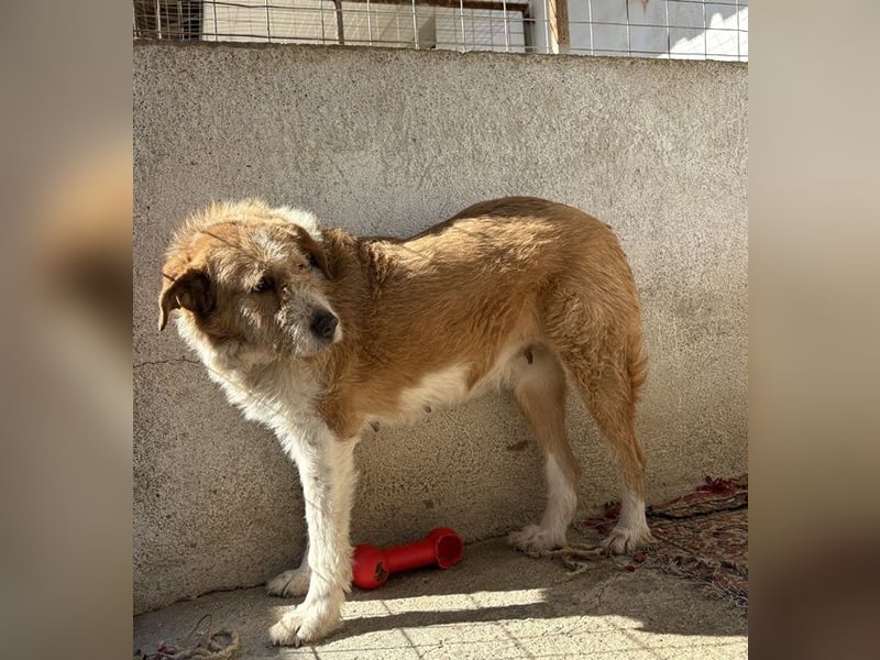 Yennefer, geb. ca. 05/2024, lebt in GRIECHENLAND, im städt. Tierheim Serres