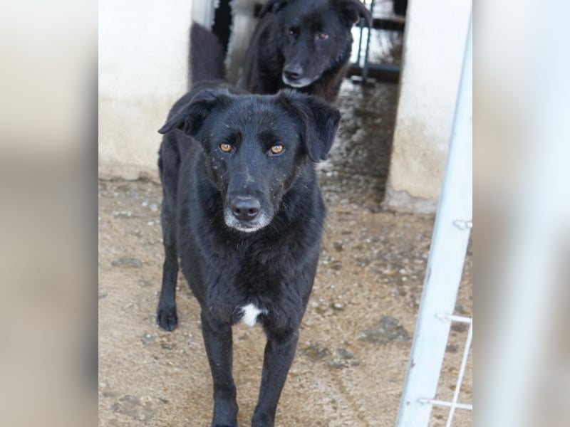 Dakar, geb. ca. 01/2019, lebt in GRIECHENLAND, im städt. Tierheim Serres