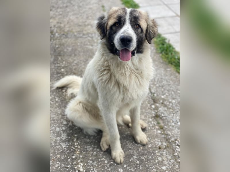 Chef, geb. ca. 07/2025, lebt in GRIECHENLAND, im städt. Tierheim Serres