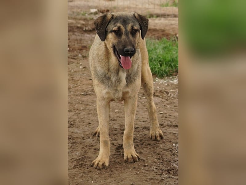 Liam, geb. ca. 09/2022, lebt in GRIECHENLAND, im städt. Tierheim Serres