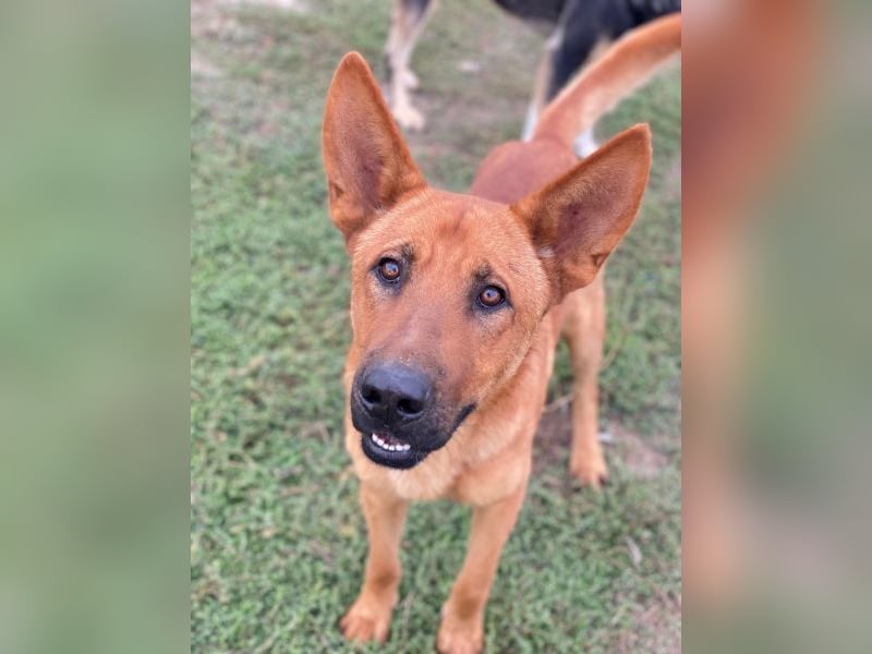 Zylo, geb. ca. 10/2024, lebt in GRIECHENLAND, im städt. Tierheim Serres