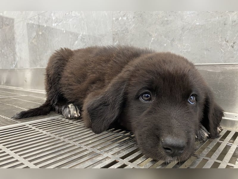 Tyrion, geb. ca. 05/2024, lebt in GRIECHENLAND, auf einer privaten Pflegestelle