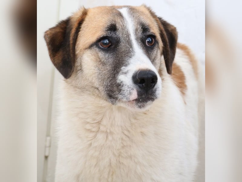 Taro, geb. ca. 08/2018, lebt in GRIECHENLAND, im städt. Tierheim Serres