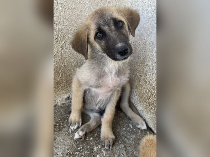 Yunos, geb. ca. 03/2026, lebt in GRIECHENLAND, im städt. Tierheim Serres