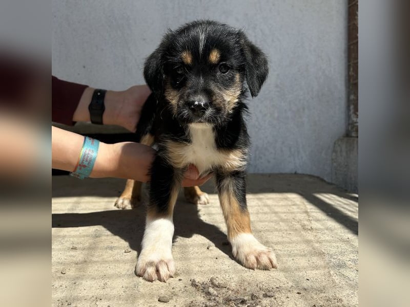 Esmeralda, geb. ca. 02/2026, lebt in GRIECHENLAND, im städt. Tierheim Serres