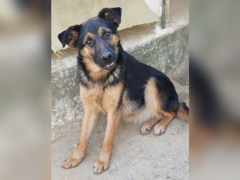 Enid, geb. ca. 06/2025, lebt in GRIECHENLAND, auf einer privaten Pflegestelle