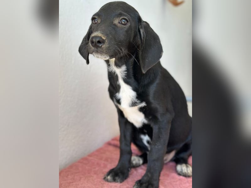 Smokey, geb. 08.06.2026, lebt in GRIECHENLAND, auf einer privaten Pflegestelle