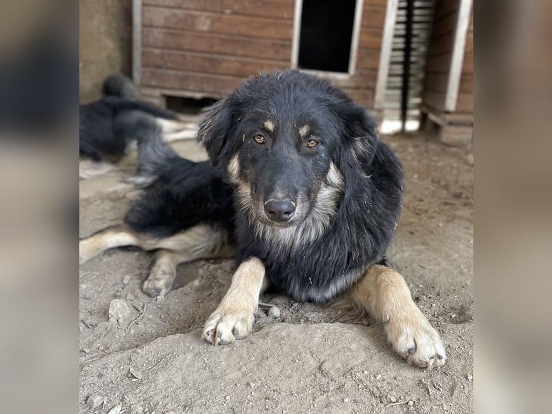 Marcello, geb. ca. 04/2022, lebt in GRIECHENLAND, auf einer privaten Pflegestelle