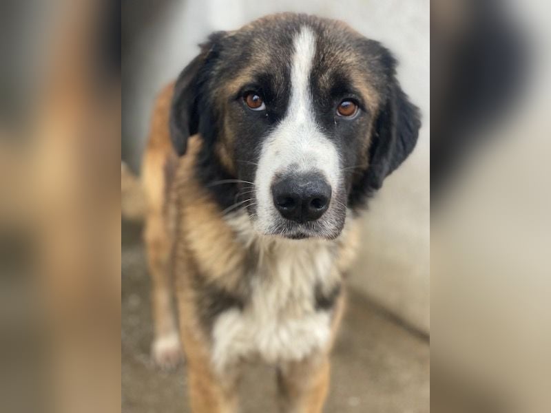 Beetles, geb. ca. 11/2024, lebt in GRIECHENLAND, im städt. Tierheim Serres