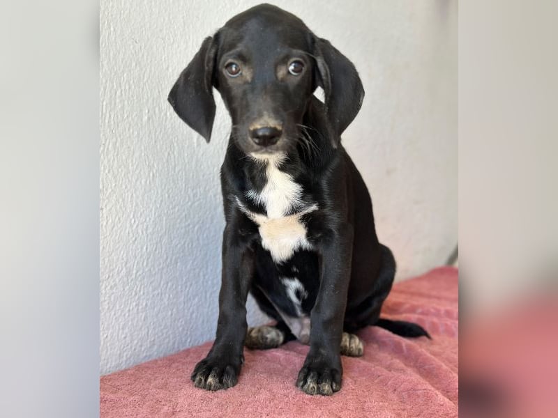 Smokey, geb. 08.06.2026, lebt in GRIECHENLAND, auf einer privaten Pflegestelle