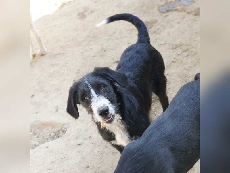 Kasimir, geb. ca. 09/2025, lebt in GRIECHENLAND, auf einer privaten Pflegestelle