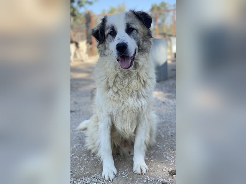 Wesley, geb. ca. 11/2022, lebt in GRIECHENLAND, im städt. Tierheim Serres