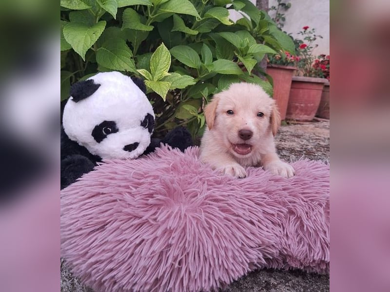  Fluffy-Boo, geb. ca. 04/2026, lebt auf einer Pflegestelle in 44651 Herne