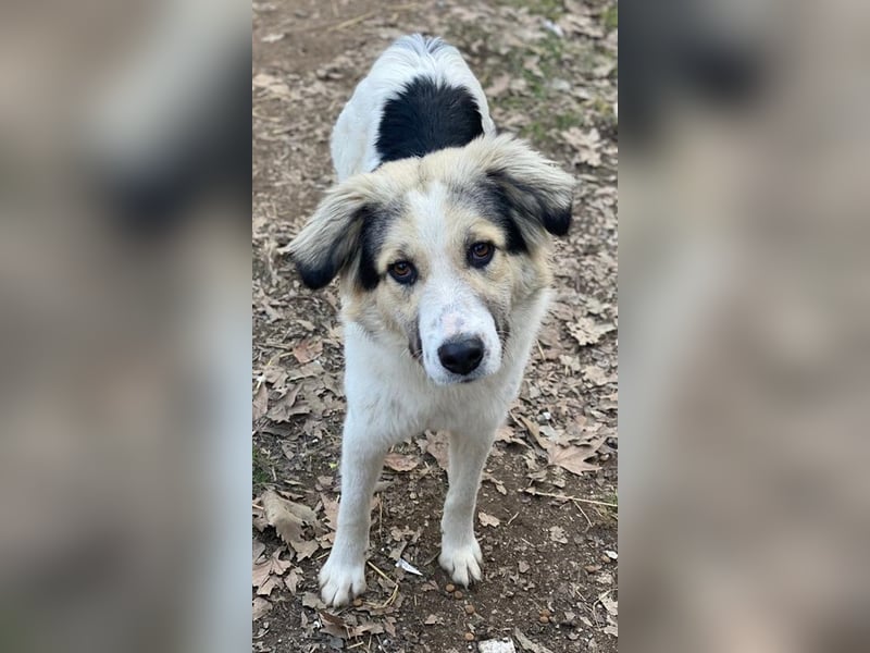 Peggy Jean, geb. ca. 12/2023, lebt in GRIECHENLAND, auf einer privaten Pflegestelle