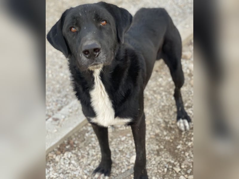 Cupid, geb. ca. 03/2020, lebt in GRIECHENLAND, im städt. Tierheim Serres