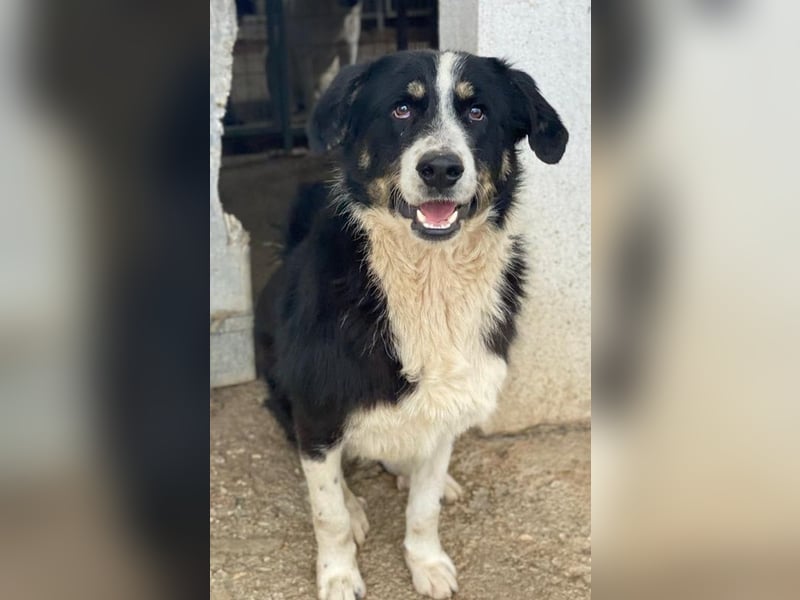 Cars, geb. ca. 12/2023, lebt in GRIECHENLAND, im städt. Tierheim Serres