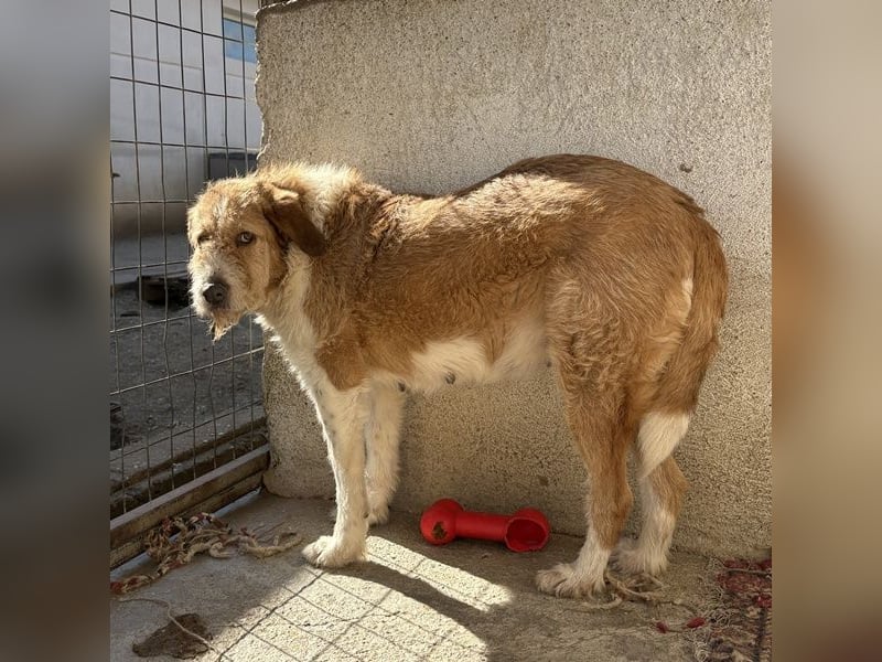 Yennefer, geb. ca. 05/2024, lebt in GRIECHENLAND, im städt. Tierheim Serres