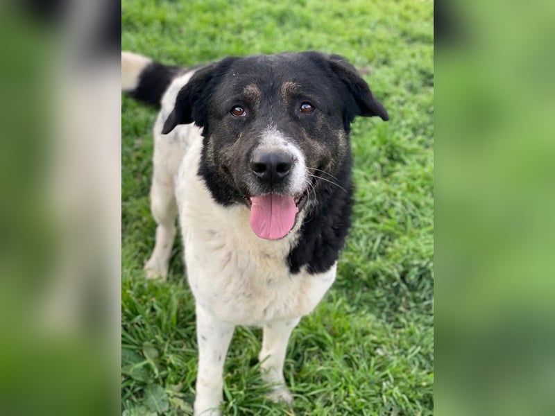 Thanio, geb. ca. 06/2020, lebt in GRIECHENLAND, im städt. Tierheim Serres