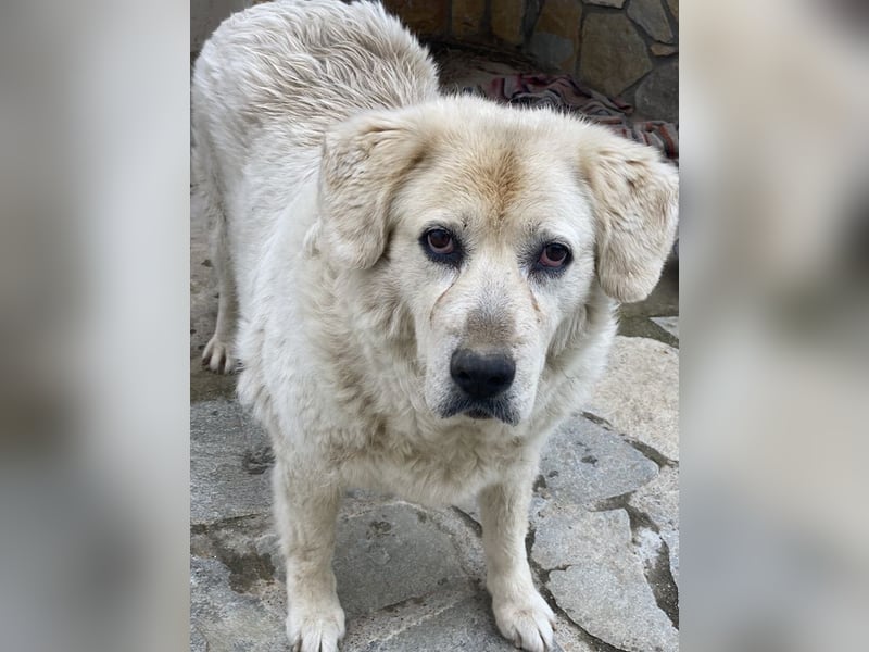 Lara, geb. ca. 05/2014, lebt in GRIECHENLAND, auf einer privaten Pflegestelle