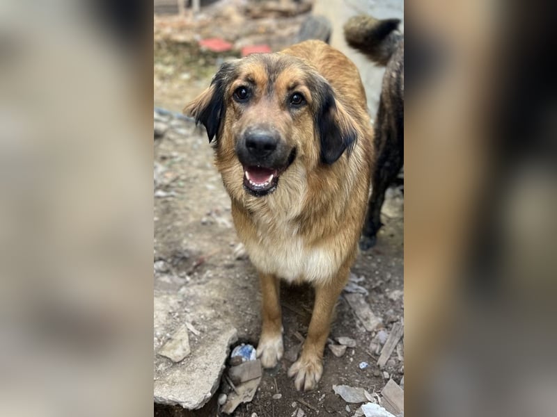 Melica, geb. ca. 09/2023, lebt in GRIECHENLAND, auf einer privaten Pflegestelle