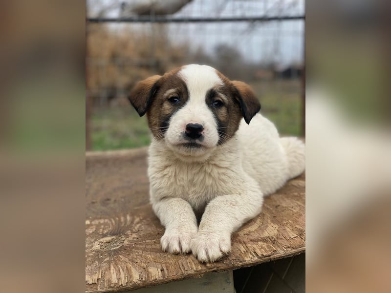 Calzone, geb. ca. 11/2025, lebt in GRIECHENLAND, auf einer privaten Pflegestelle