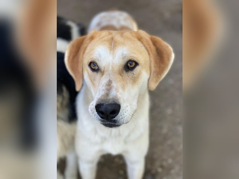 Roxi, geb. ca. 11/2022, lebt in GRIECHENLAND, im städt. Tierheim Serres