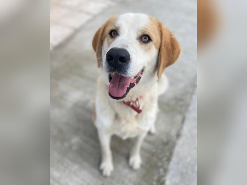 Nikki, geb. ca. 06/2022, lebt in GRIECHENLAND, im städt. Tierheim Serres