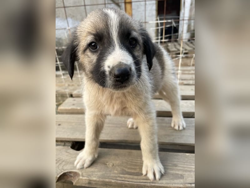 Grace, geb. ca. 08/2022, lebt in GRIECHENLAND, auf einer privaten Pflegestelle