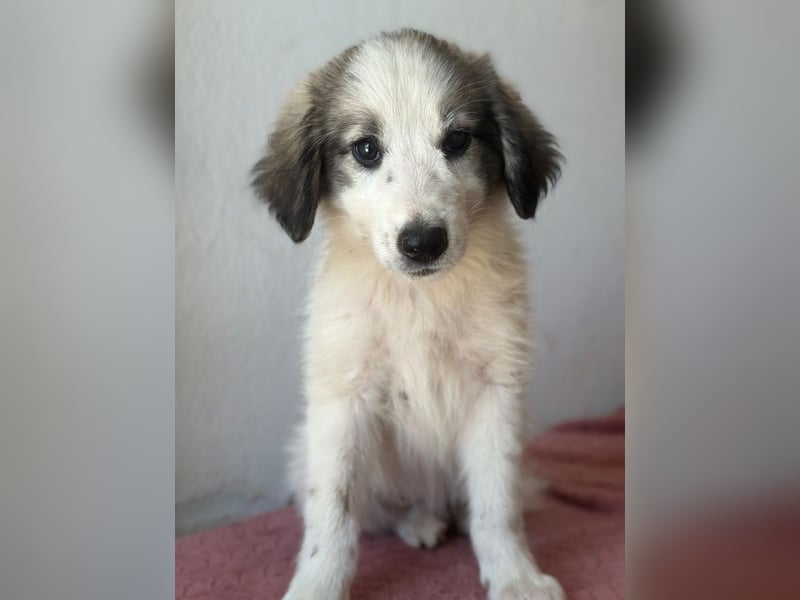Paloma, geb. ca. 05/2026, lebt in GRIECHENLAND, im städt. Tierheim Serres