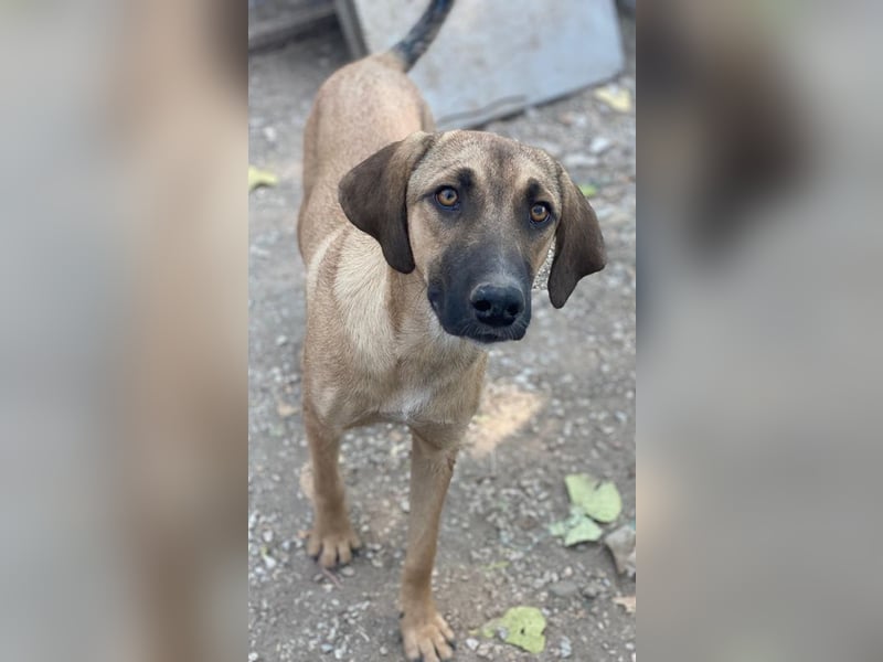 Katinka, geb. ca. 02/2025, lebt in GRIECHENLAND, im städt. Tierheim Serres