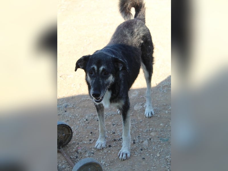 Nancy, geb. ca. 03/2019, lebt in GRIECHENLAND, auf einem Gelände, wird notdürftig versorgt