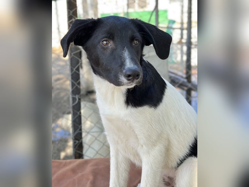 Cap, geb. ca. 06/2024, lebt in GRIECHENLAND, im städt. Tierheim Serres