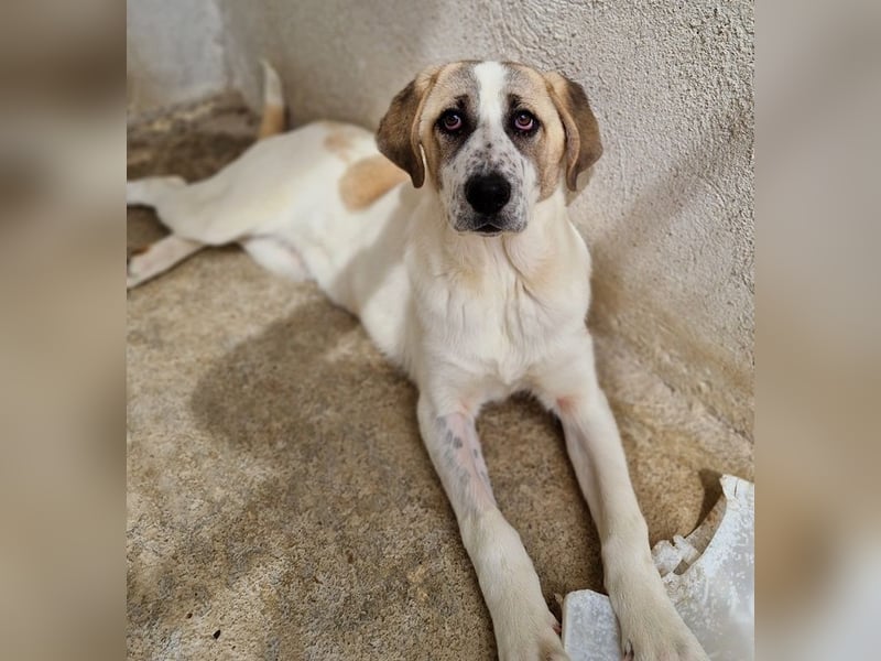 Lou, geb. ca. 11/2022, lebt in GRIECHENLAND, im städt. Tierheim Serres