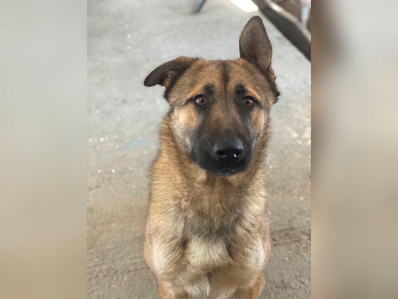 Yuki, geb. ca. 03/2025, lebt in GRIECHENLAND, im städt. Tierheim Serres