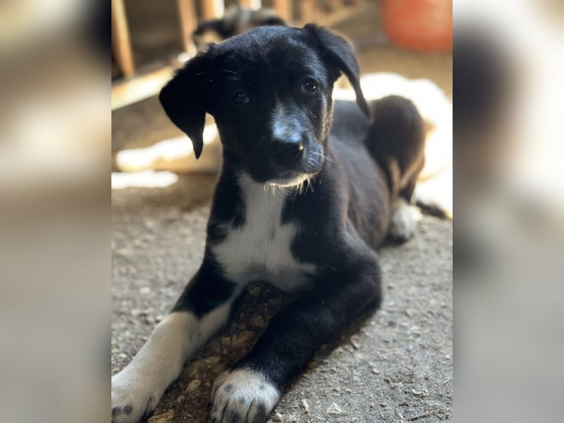 Fleur, geb. ca. 02/2025, lebt in GRIECHENLAND, auf einer privaten Pflegestelle