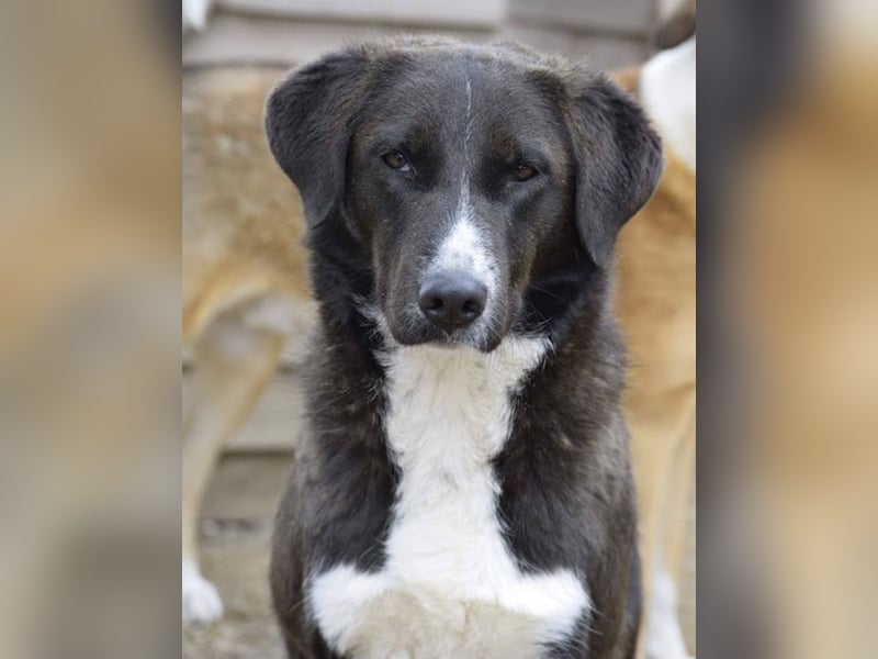 Laura, geb. ca. 06/2019, lebt in GRIECHENLAND, auf einer privaten Pflegestelle